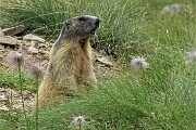 94 Marmotta in sentinella-osservazione